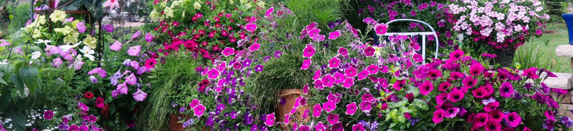 Perkplanten