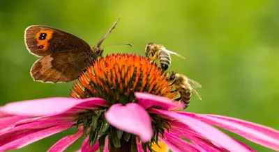 15 tuintips voor april