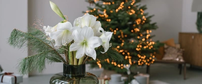 Amaryllis: dé blikvanger tijdens de feestdagen