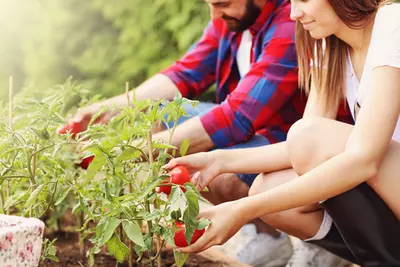 Begin een moestuin(bak)