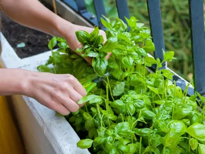 Begin een moestuin(tje)