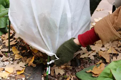 Bescherm je planten tegen vorst en help ze de winter door