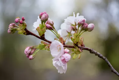 Haal de lente in huis met bloesemtakken