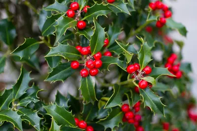 Herfstkleur met bessenstruiken