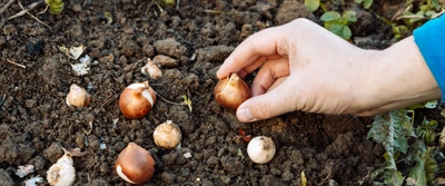 Laatste kans om voorjaarsbollen te planten