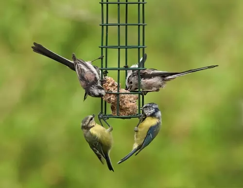 Nu doen: voer de vogels!