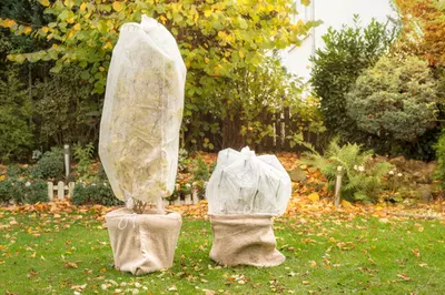 Planten in de winterberging verzorgen