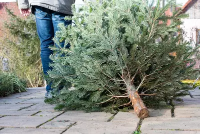 Recycle je kerstboom en kerstgroen