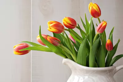 Tulpen: toppers tegen de winterdip