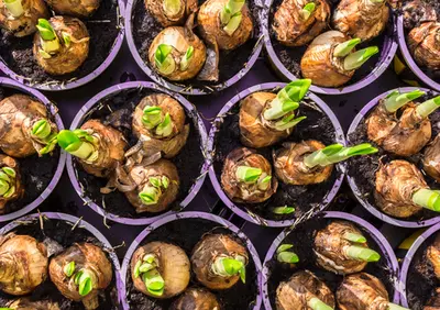 Vervroeg de lente met bollen in pot