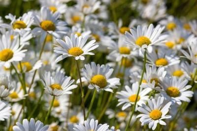 Waarom zijn inheemse planten in de tuin zo belangrijk?