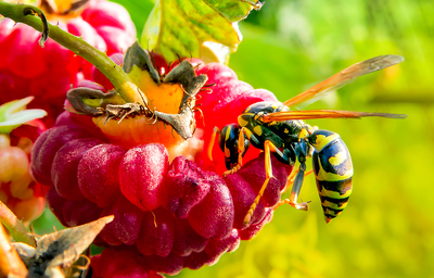 Weg met muggen en wespen in huis en tuin