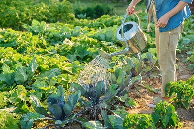 Zomerse moestuintips