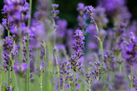 Bij- en vlindervriendelijke planten | Tuincentrum De Schouw