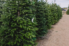 Kerstbomen kopen | Tuincentrum De Schouw