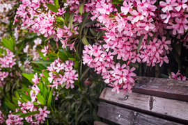 Oleander | Tuincentrum De Schouw
